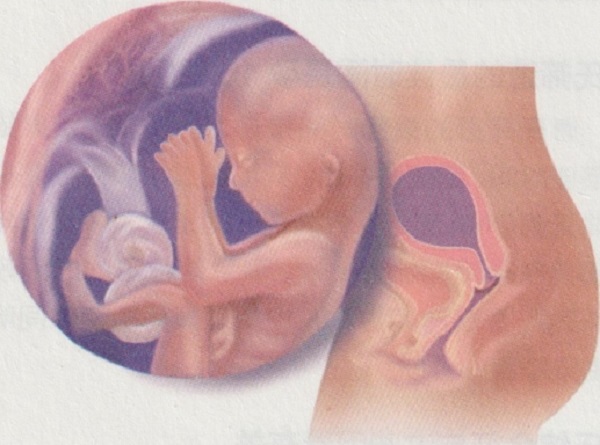 怀孕四个月准妈妈和胎宝宝有什么变化？(图4)