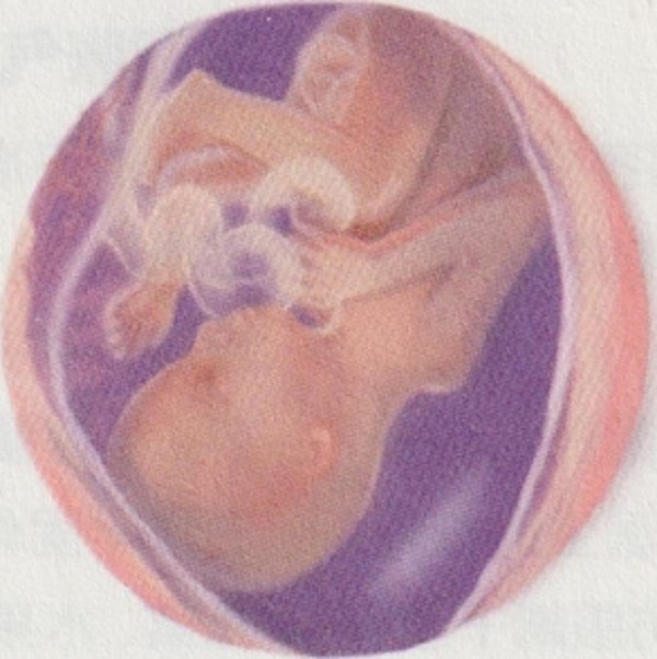 孕五月胎宝宝和准妈妈有哪些变化?(图2)