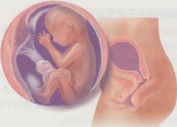 孕五月胎宝宝和准妈妈有哪些变化?(图4)