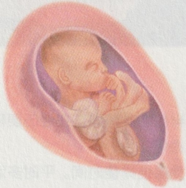 怀孕六个月，准妈妈和胎宝宝的身体都会发生哪些变化？(图1)