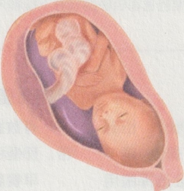 怀孕六个月，准妈妈和胎宝宝的身体都会发生哪些变化？(图2)