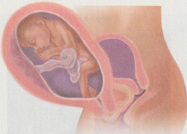 怀孕六个月，准妈妈和胎宝宝的身体都会发生哪些变化？(图4)