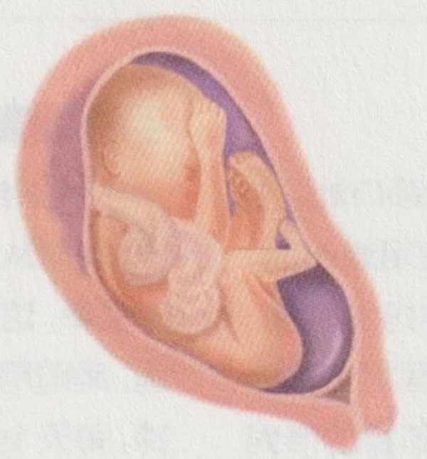 孕7月胎儿和准妈妈的变化有哪些(图2)