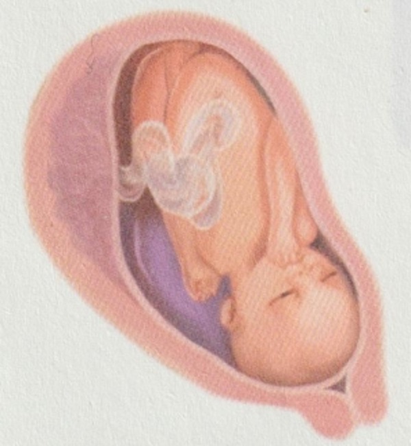 怀孕8个月胎宝宝和准妈妈有什么变化？(图1)