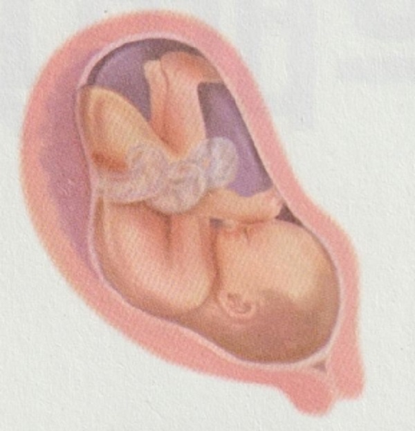怀孕8个月胎宝宝和准妈妈有什么变化？(图2)