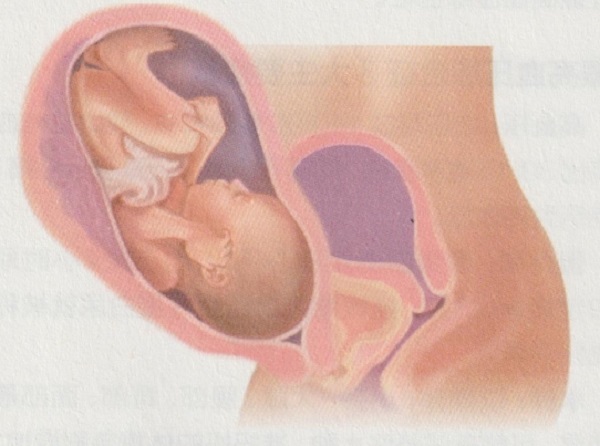 怀孕8个月胎宝宝和准妈妈有什么变化？(图4)