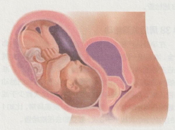 怀孕十个月胎宝宝和准妈妈的变化是怎样的呢？(图4)